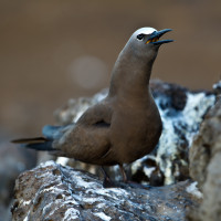 Brown Noddy